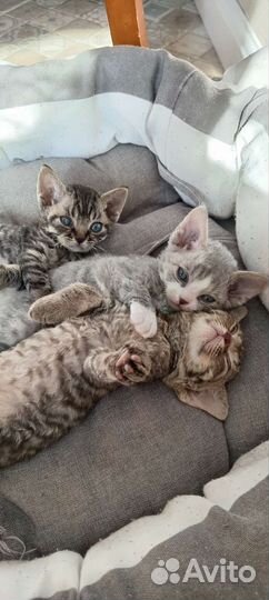 Котята девон-рекс