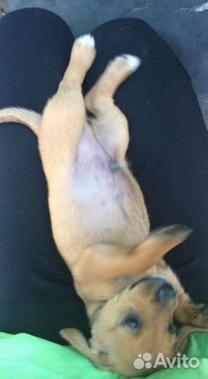 Щенки таксы