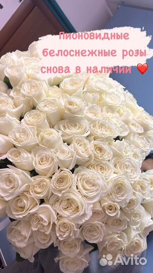 Белые розы Оптом