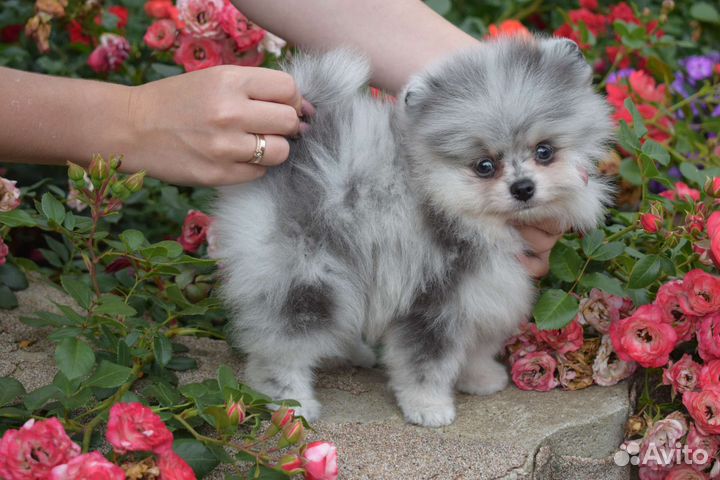 Шпиц мраморная голубая