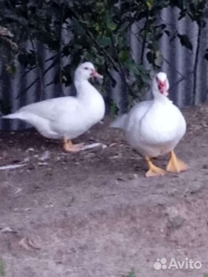 Домашняя птица, яйцо, мясо