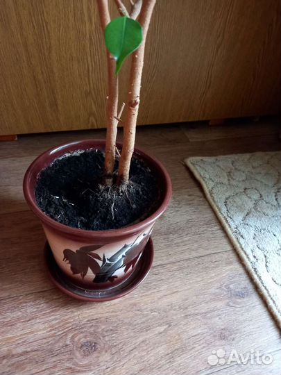 Фикус бенджамина пестролистный