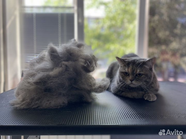 Груминг на ул. Щорса: экспресс линька,стрижка