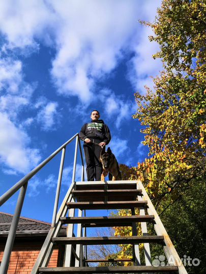 Услуги кинолога