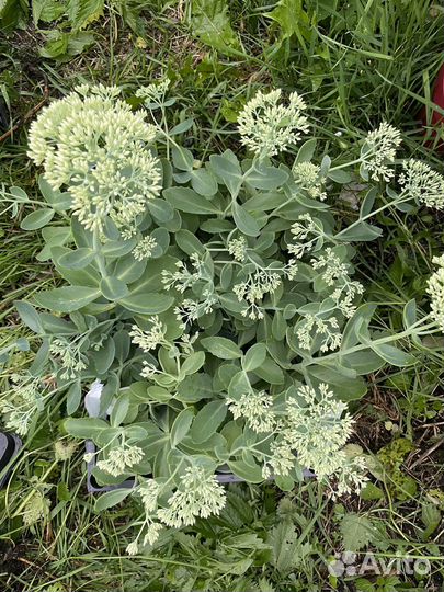 Очиток,седум