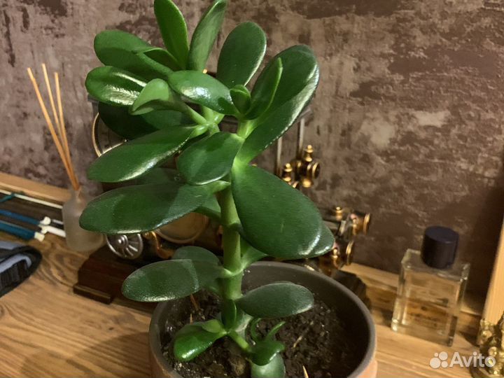 Толстянка, алоэ