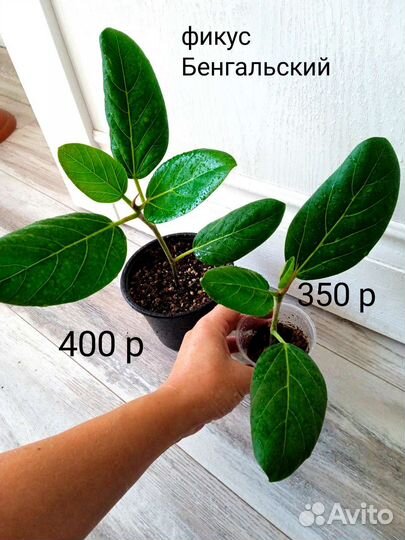 Сортовые фикусы. Часть 2