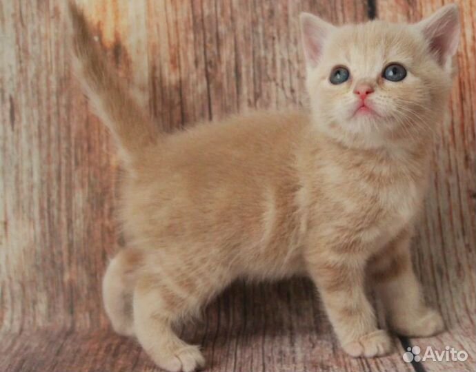 Котята британцы в добрые руки бесплатно
