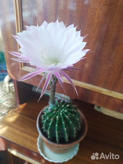 Кактусы- Эхинопсис, Маммиллярия