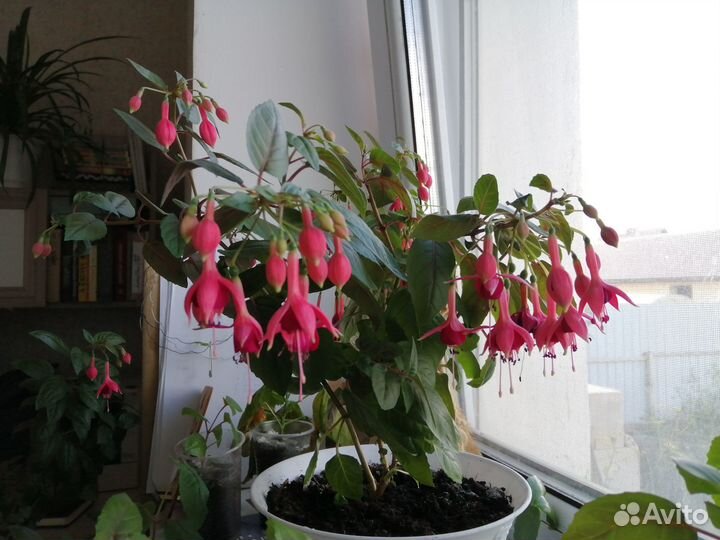 Укоренённые черенки фуксии