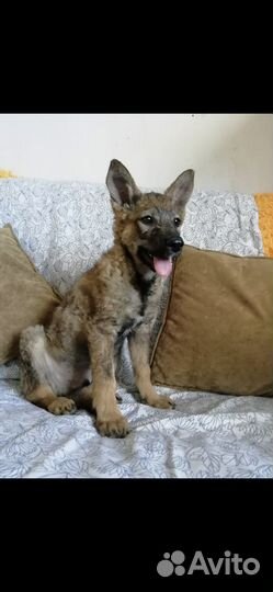 Щенки в добрые руки