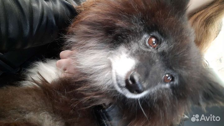 Щпиц(помесь)