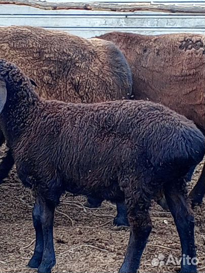 Продается баранчики гесарской породы