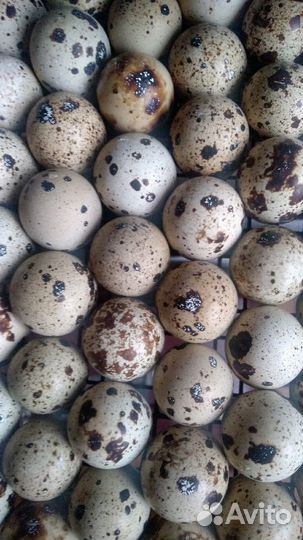 Яйцо инкубационное перепел Техас