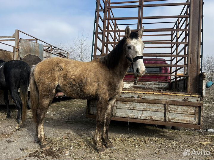 Полукровка