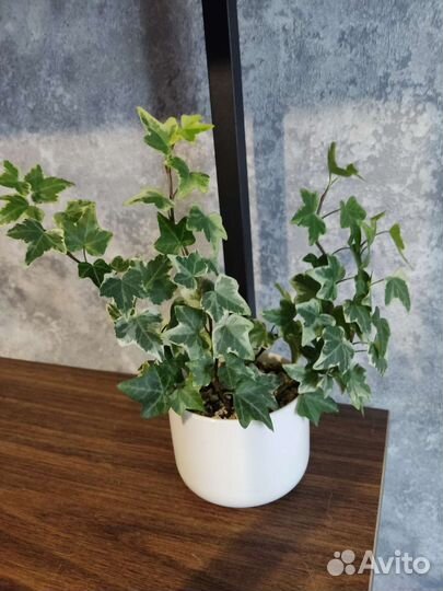 Плющ хедера