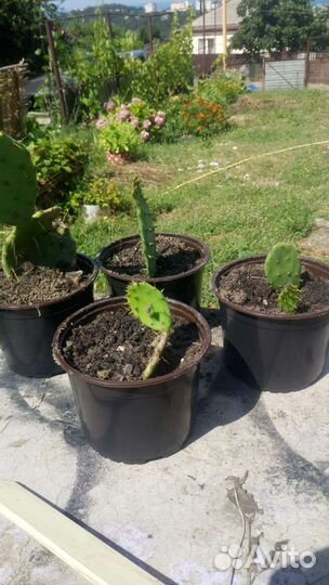 Опунция. Кактус уличный