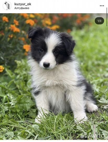 Бордер Колли