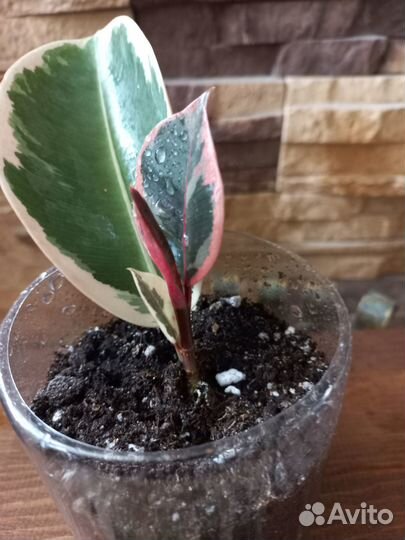 Фикус «Белиз» (Belize)