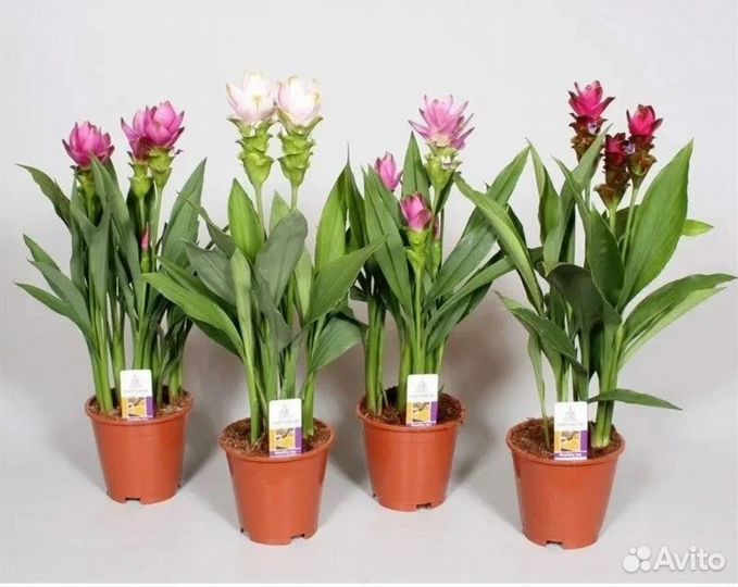 Куркума саженец