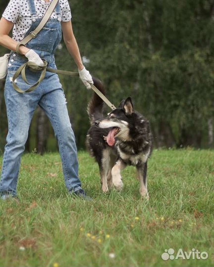 Обездоленная собака, в поисках семьи
