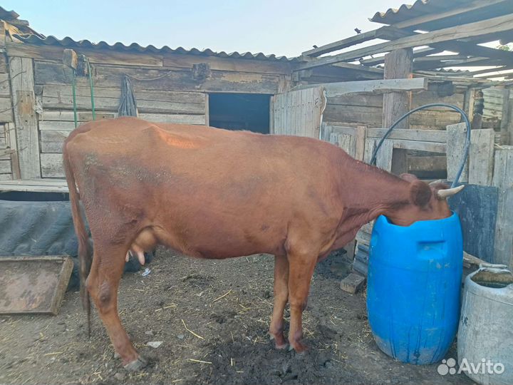 Корова стельная дойная