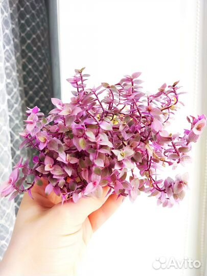 Каллизия розовая пантера