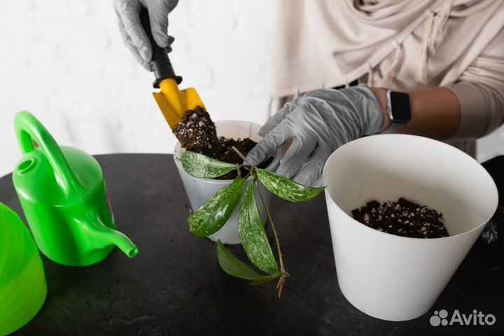 Грунт для комнатных растений