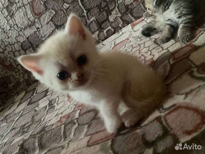 Продам британских котят