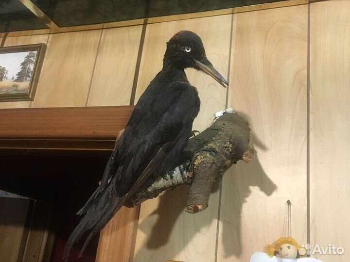 Чучело птиц