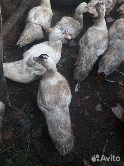 Французкие чистокровные индоутки