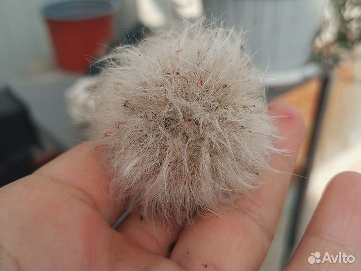 Кактус пушистик