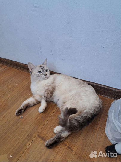 Котята, отдадим бесплатно, все мальчики