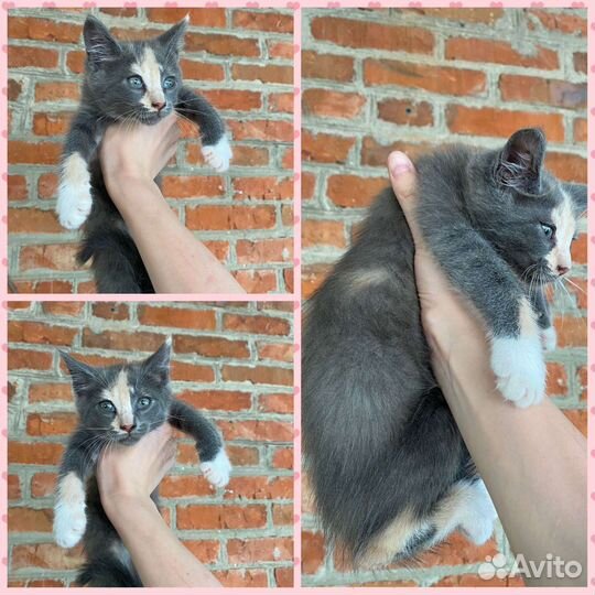 Котята мейн-кун