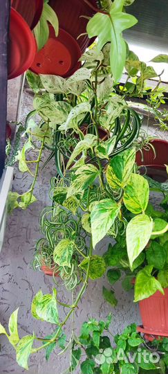 Сциндапсус марбл Квин