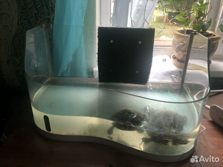 Красноухая черепаха