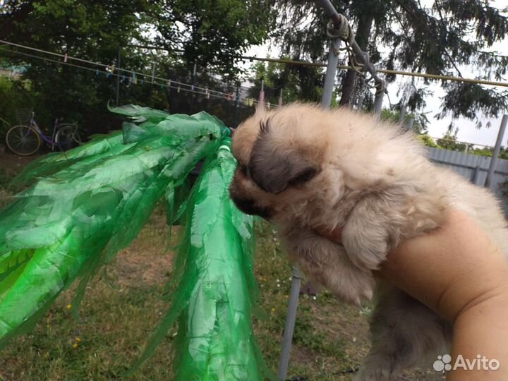 Пекинесик в добрые руки