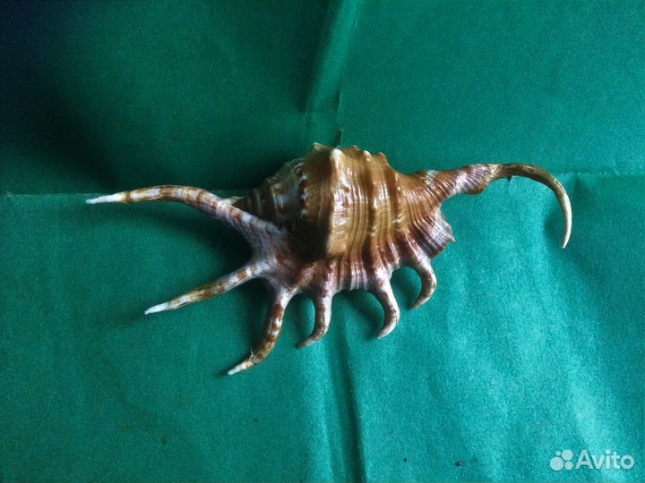 Морская раковина lambis crocata 113.8 мм