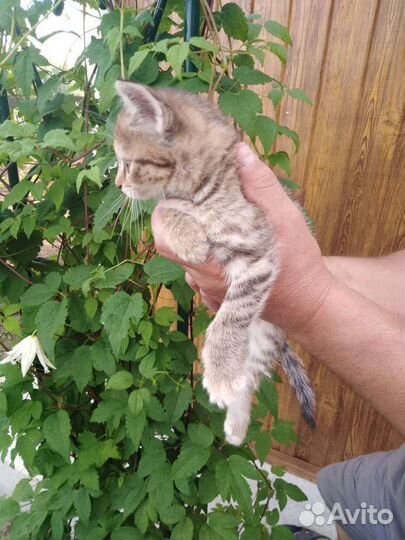 Отдам котенка в добрые руки