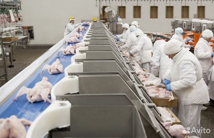 Работа на птицефабрике: возможность вахты
