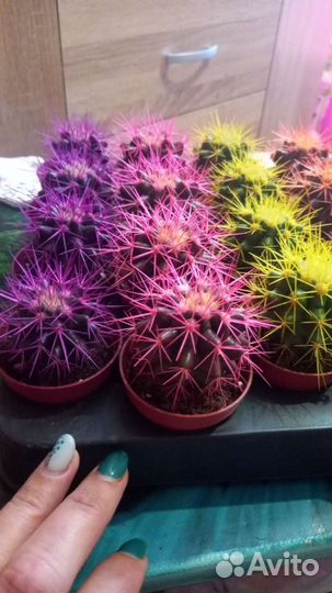 Эхинокактус