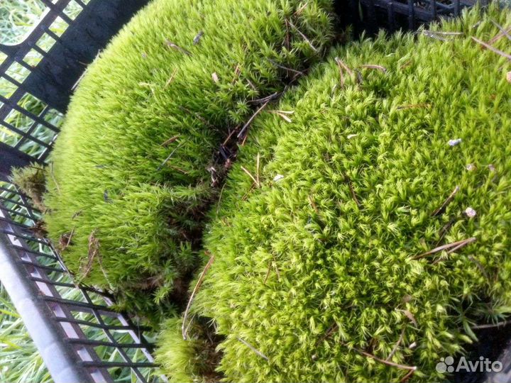 Мох, лишайник