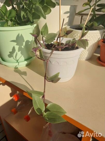 Традесканция