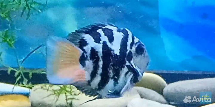 Аквариумные рыбки попугай panda