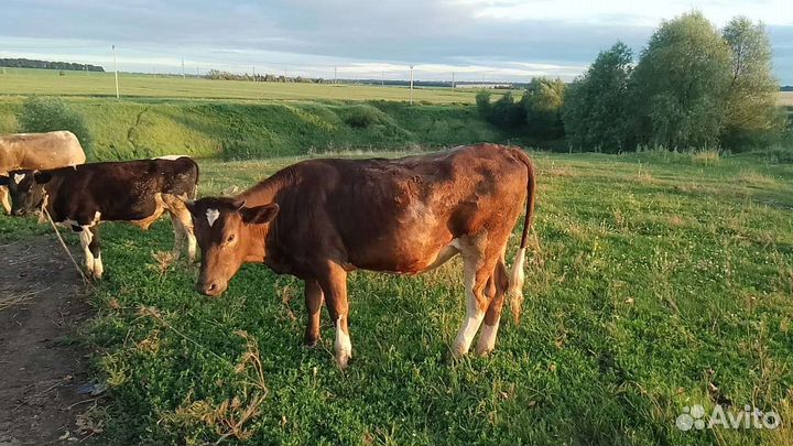 Телки стельные