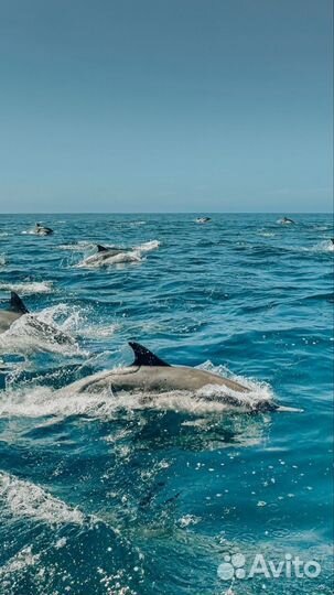 Аренда моторной яхты Fairline в Геленджике