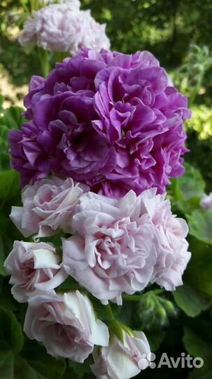 Ветер перемен и др. сортовые пеларгонии