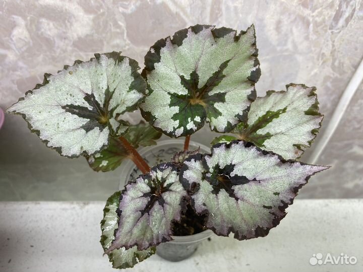 Бегония декоративно лиственная