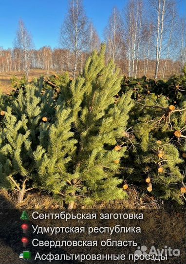 Сосна сентябрьская пушистая опт