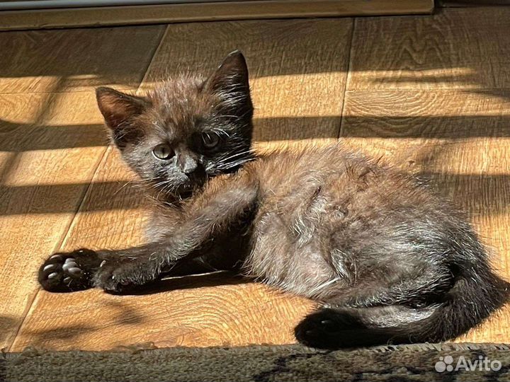 Котята в добрые руки